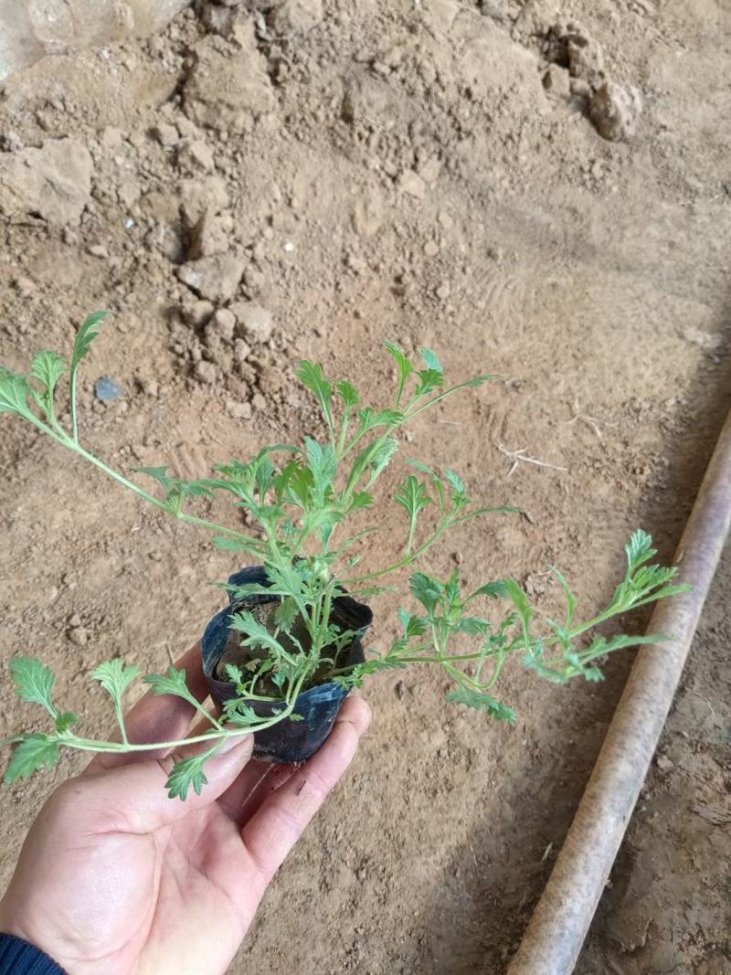 美女樱美女樱批发美女樱价格基地直销大量有货
