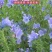 蓝蓟花种子室外庭院花卉耐寒园林种籽四季景观植物盆栽