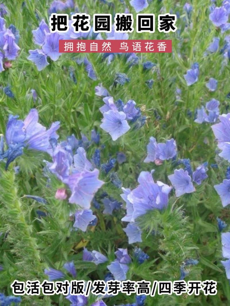 蓝蓟花种子室外庭院花卉耐寒园林种籽四季景观植物盆栽