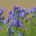 蓝蓟花种子室外庭院花卉耐寒园林种籽四季景观植物盆栽
