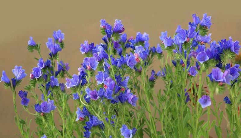 蓝蓟花种子室外庭院花卉耐寒园林种籽四季景观植物盆栽