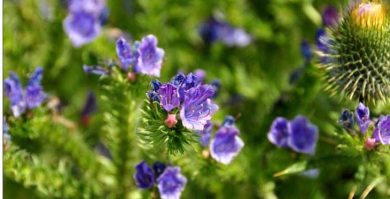 蓝蓟花种子室外庭院花卉耐寒园林种籽四季景观植物盆栽