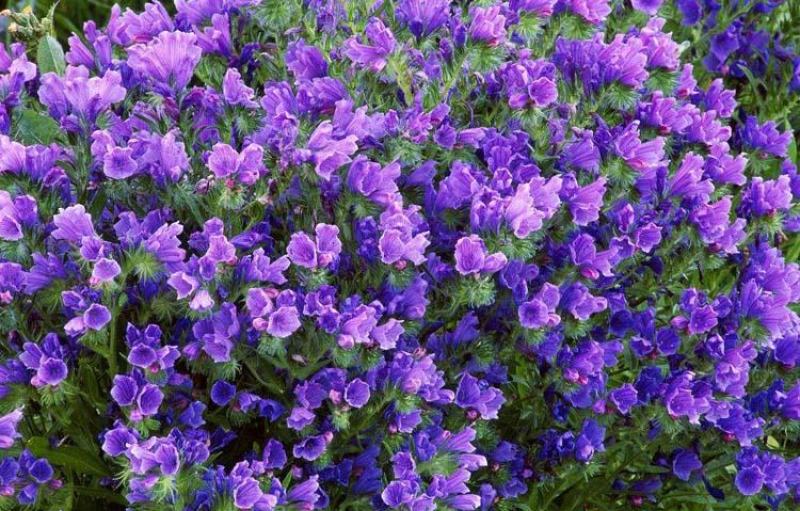 蓝蓟花种子室外庭院花卉耐寒园林种籽四季景观植物盆栽