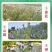 蓝蓟花种子室外庭院花卉耐寒园林种籽四季景观植物盆栽
