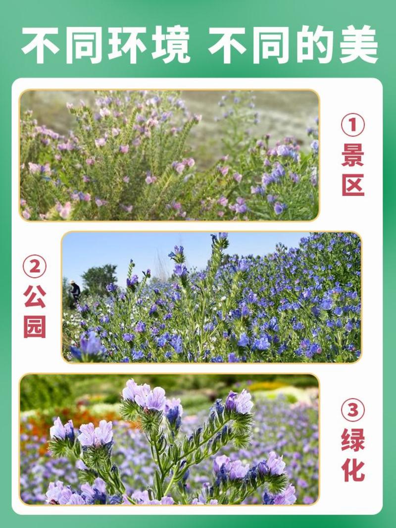 蓝蓟花种子室外庭院花卉耐寒园林种籽四季景观植物盆栽
