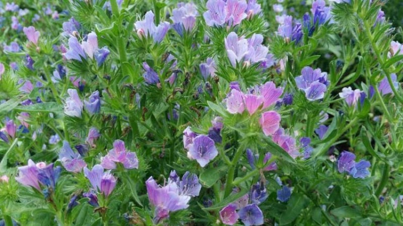 蓝蓟花种子室外庭院花卉耐寒园林种籽四季景观植物盆栽