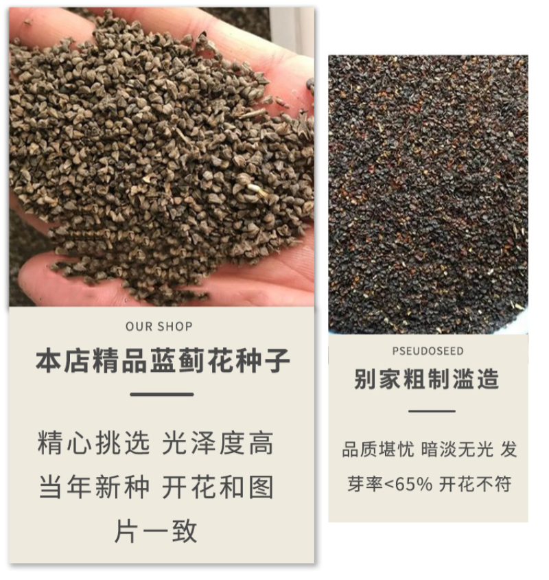 蓝蓟花种子室外庭院花卉耐寒园林种籽四季景观植物盆栽