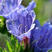 蓝蓟种子阳台盆栽工程绿化花籽易活易种花海观赏花蓟草花卉种
