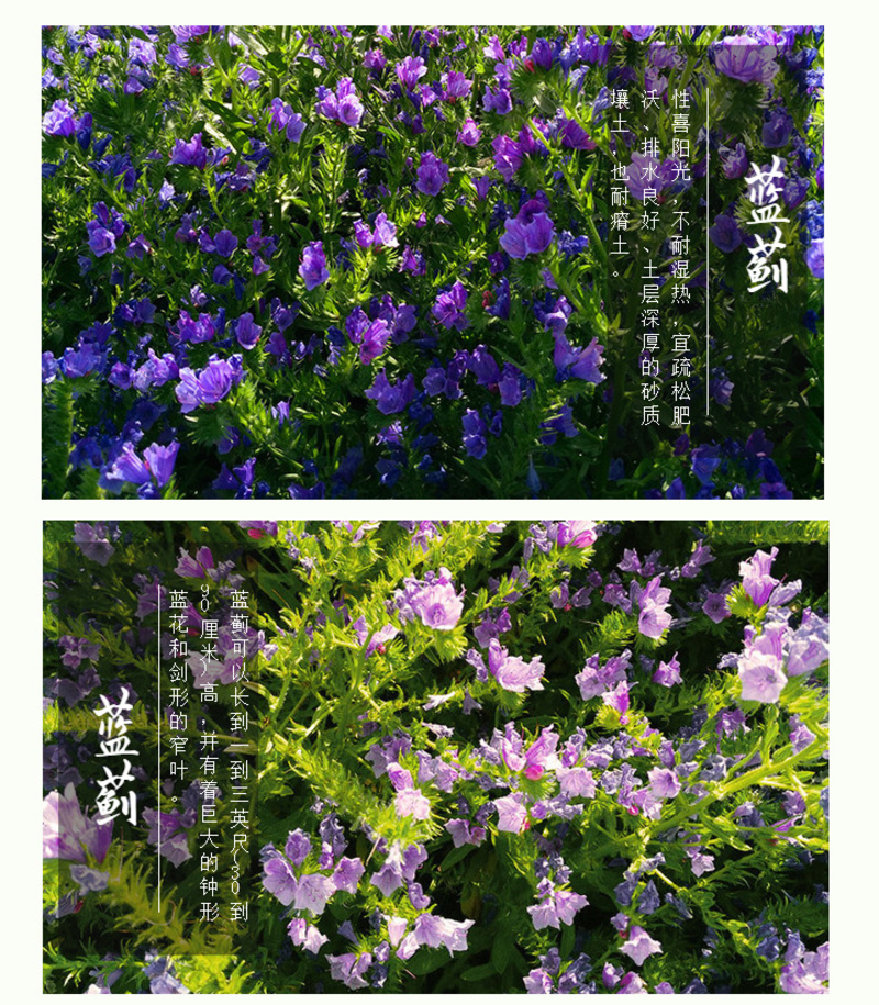 蓝蓟种子阳台盆栽工程绿化花籽易活易种花海观赏花蓟草花卉种