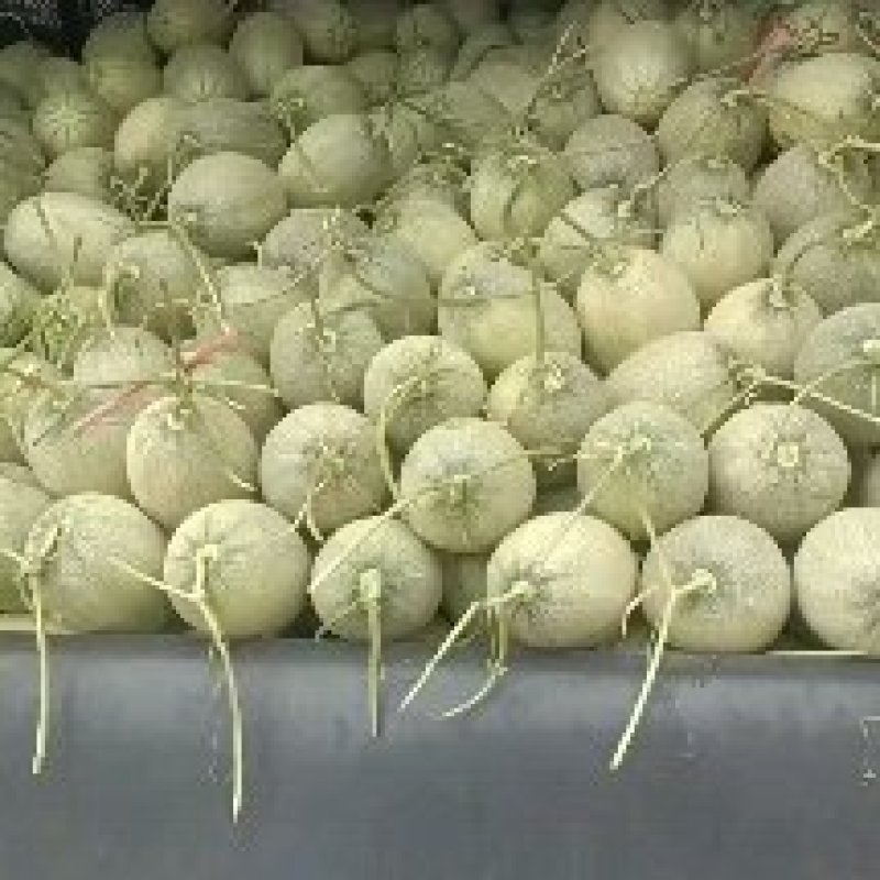 海南蜜瓜二十五号