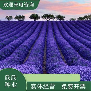 薰衣草种子四季开花易活普罗旺斯花种花海绿化草花种子