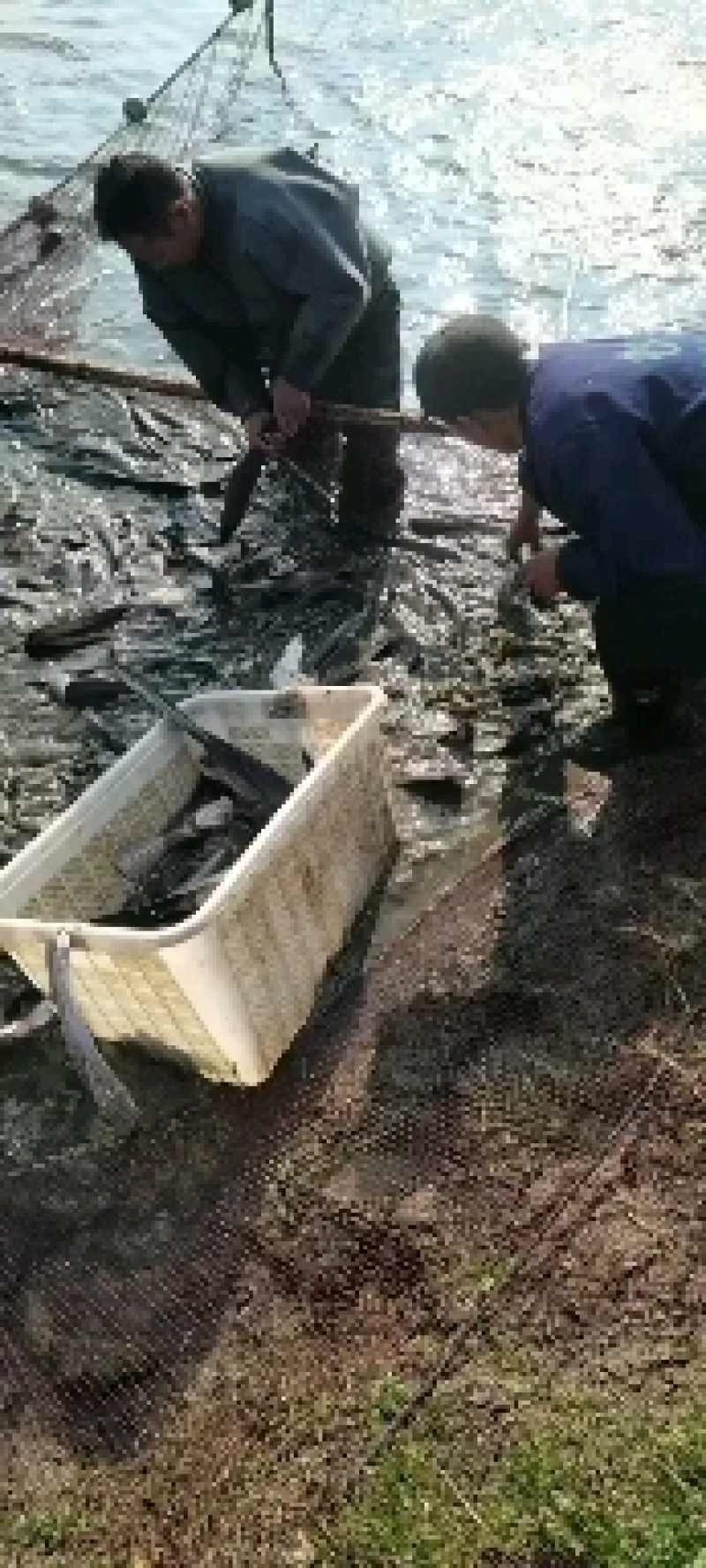 鸭嘴鱼
