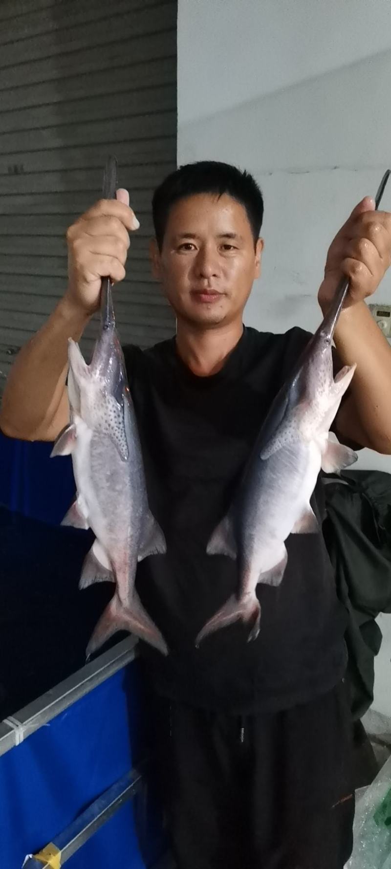 鸭嘴鱼