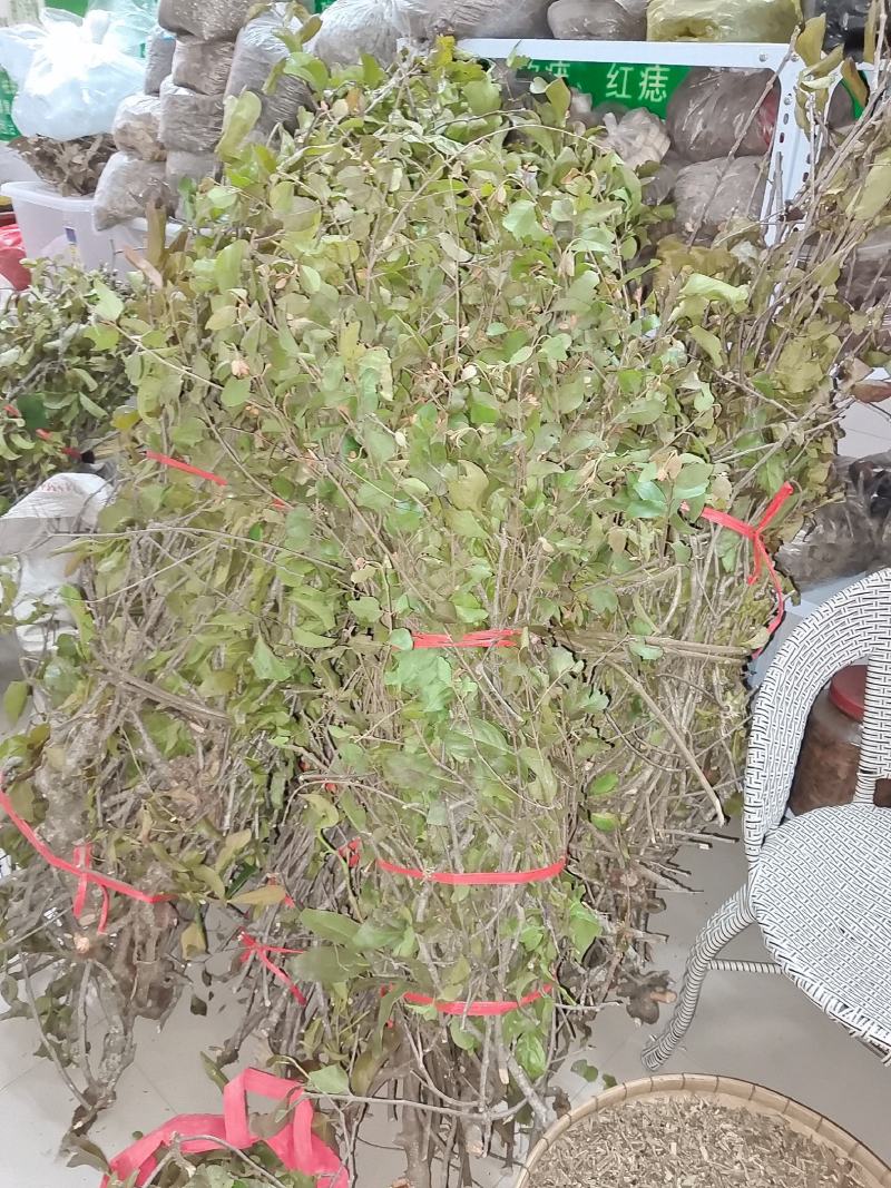 枇杷寄生
