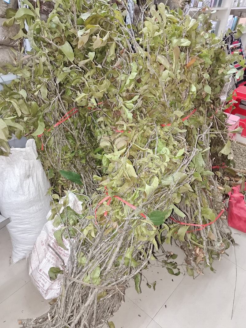枇杷寄生