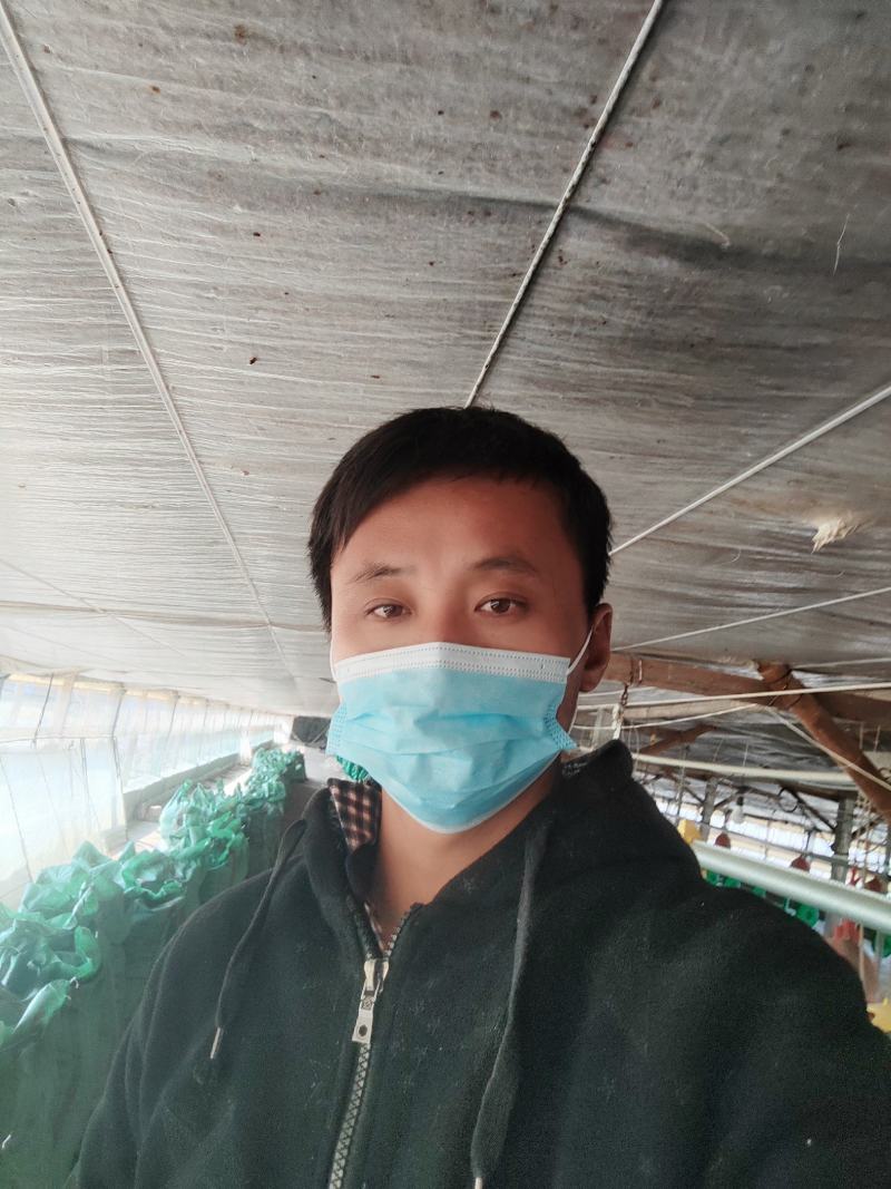 稻壳鸡粪江苏邳州可以提供装车带找车子