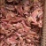 【量大从优】全熟牛耳丝原味酱香切丝都可做，对接市场饭店