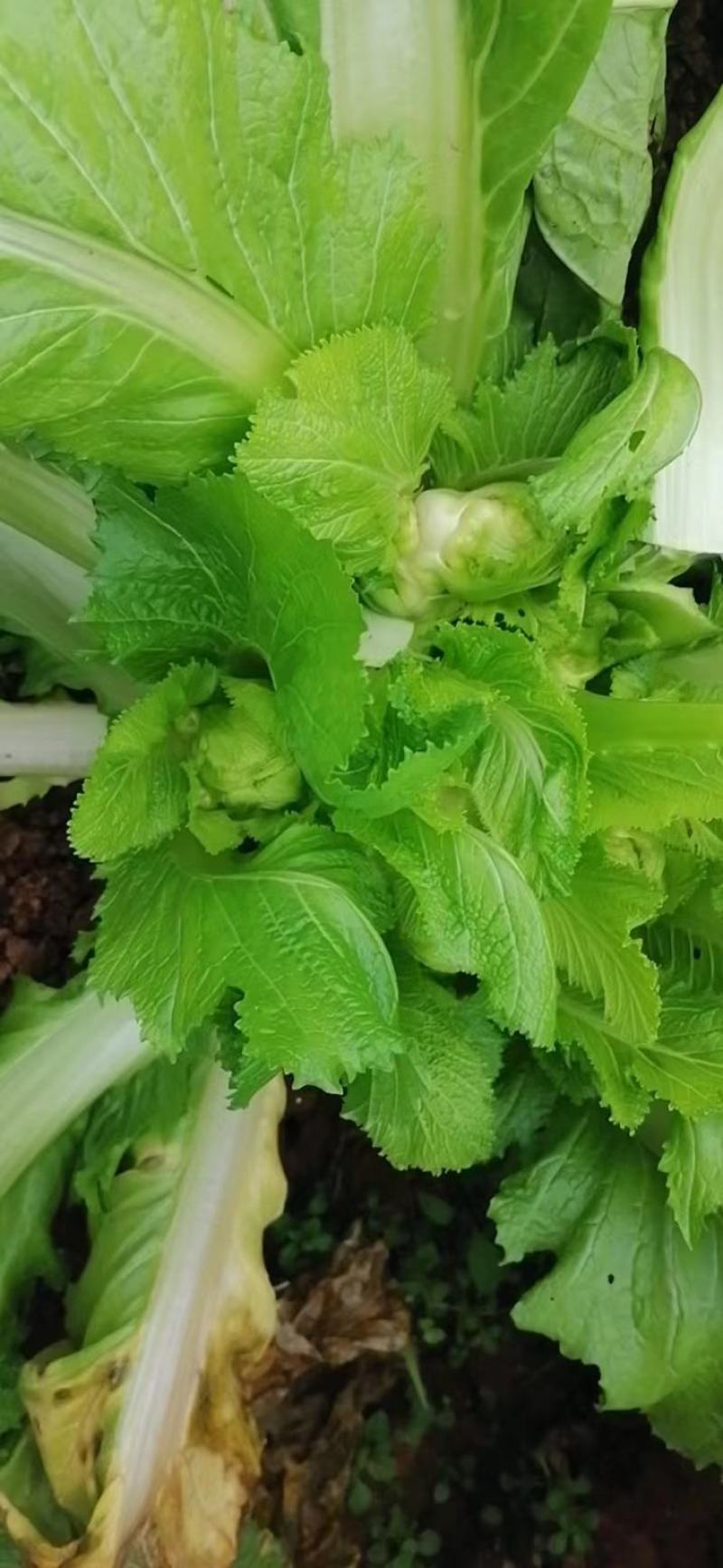 儿菜