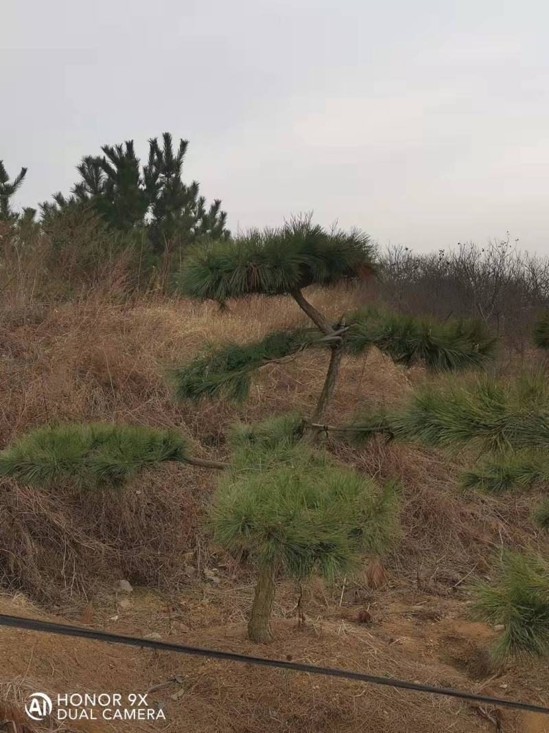 松树，黑松，造型松，景观松