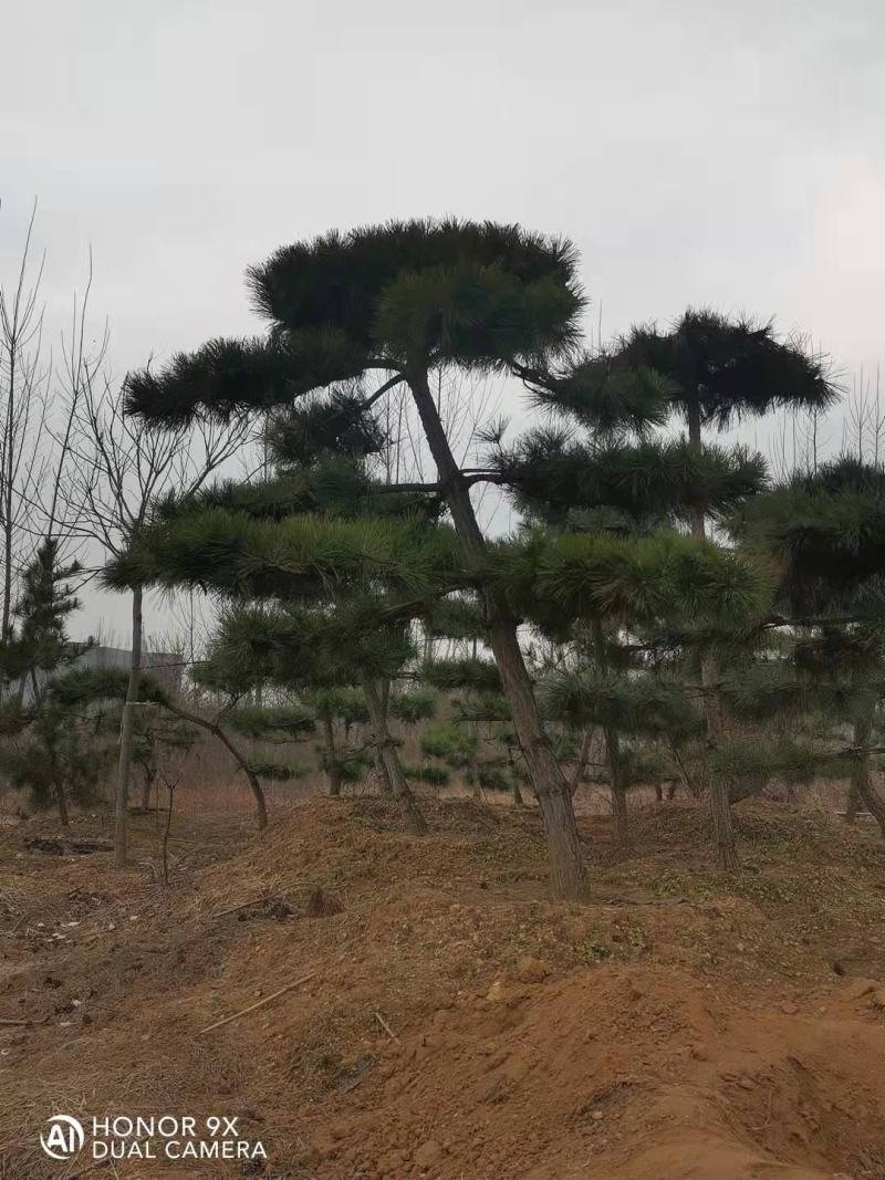 松树，黑松，造型松，景观松