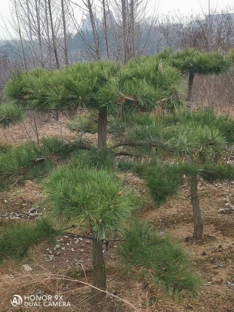 松树，黑松，造型松，景观松