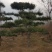 松树，黑松，造型松，景观松