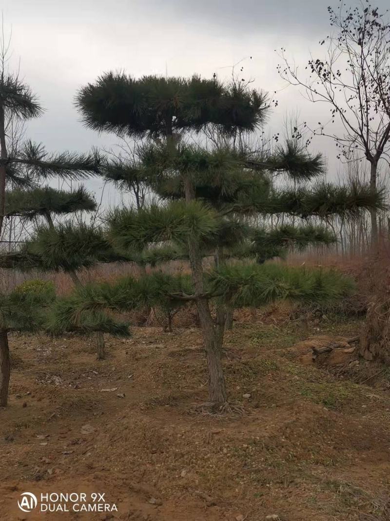 松树，黑松，造型松，景观松