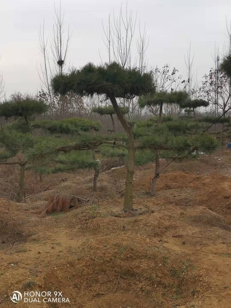 松树，黑松，造型松，景观松