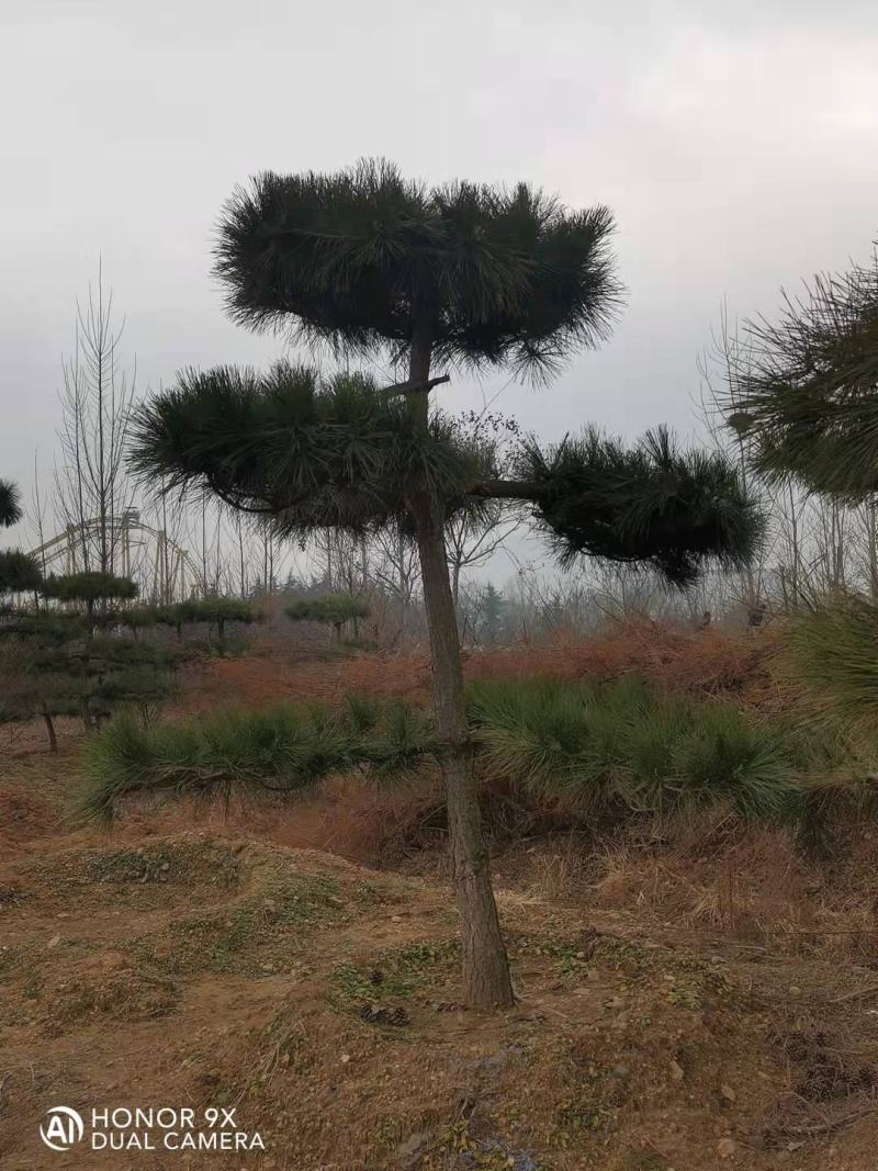 松树，黑松，造型松，景观松