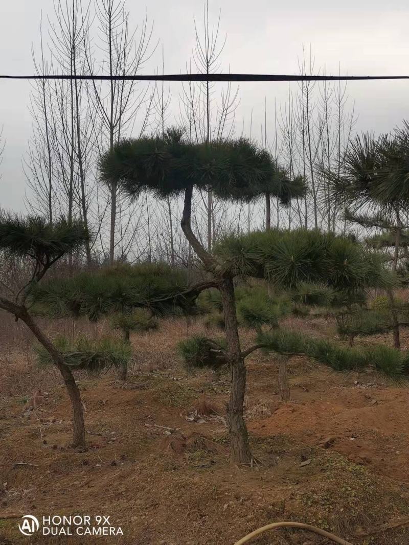 松树，黑松，造型松，景观松