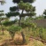 松树，黑松，造型松，景观松