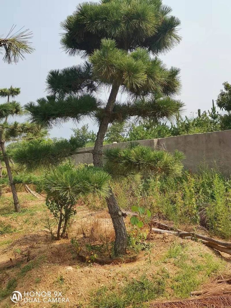 松树，黑松，造型松，景观松