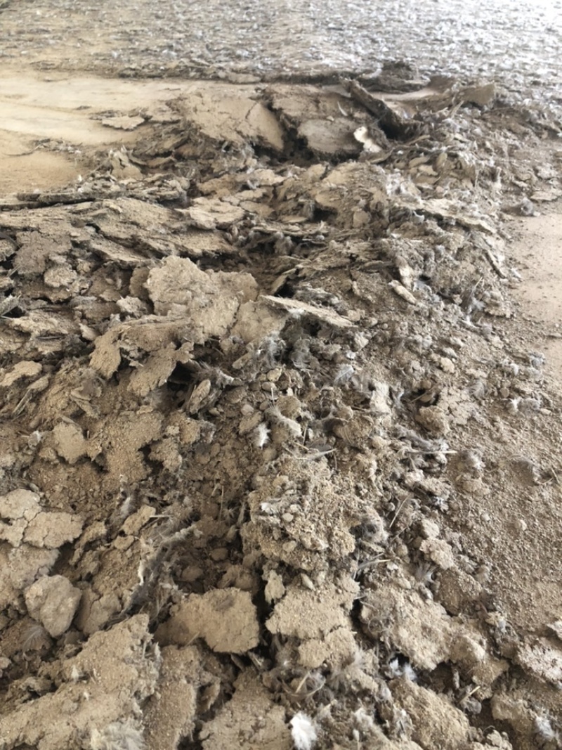 纯干鸡粪，供应大棚蔬菜基地果园种植基地，鸡场直供