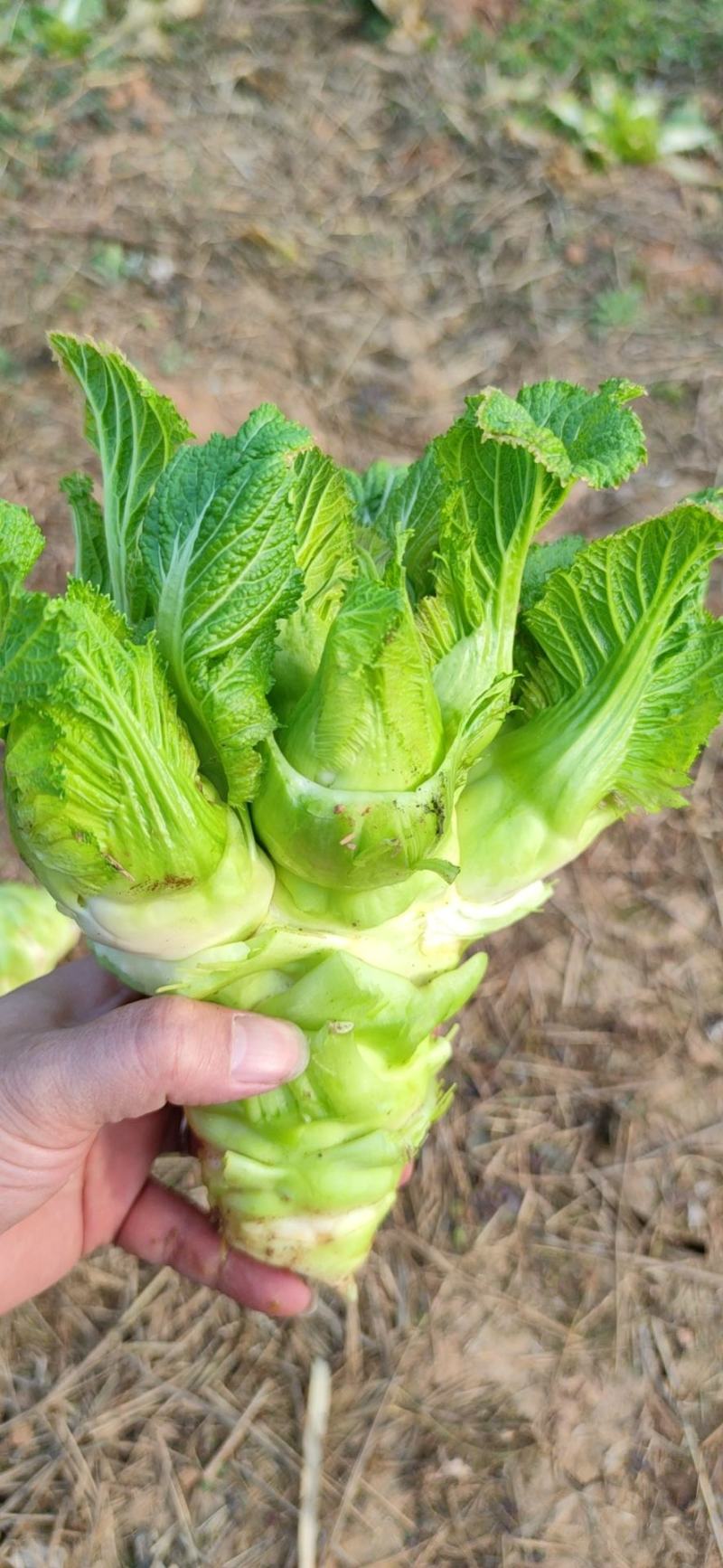 儿菜