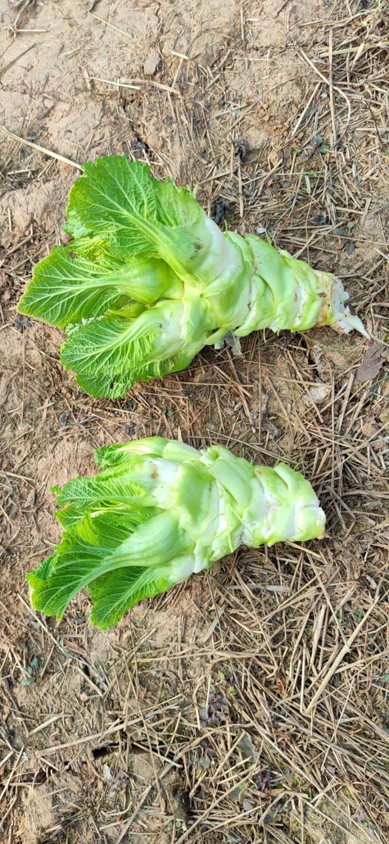 儿菜