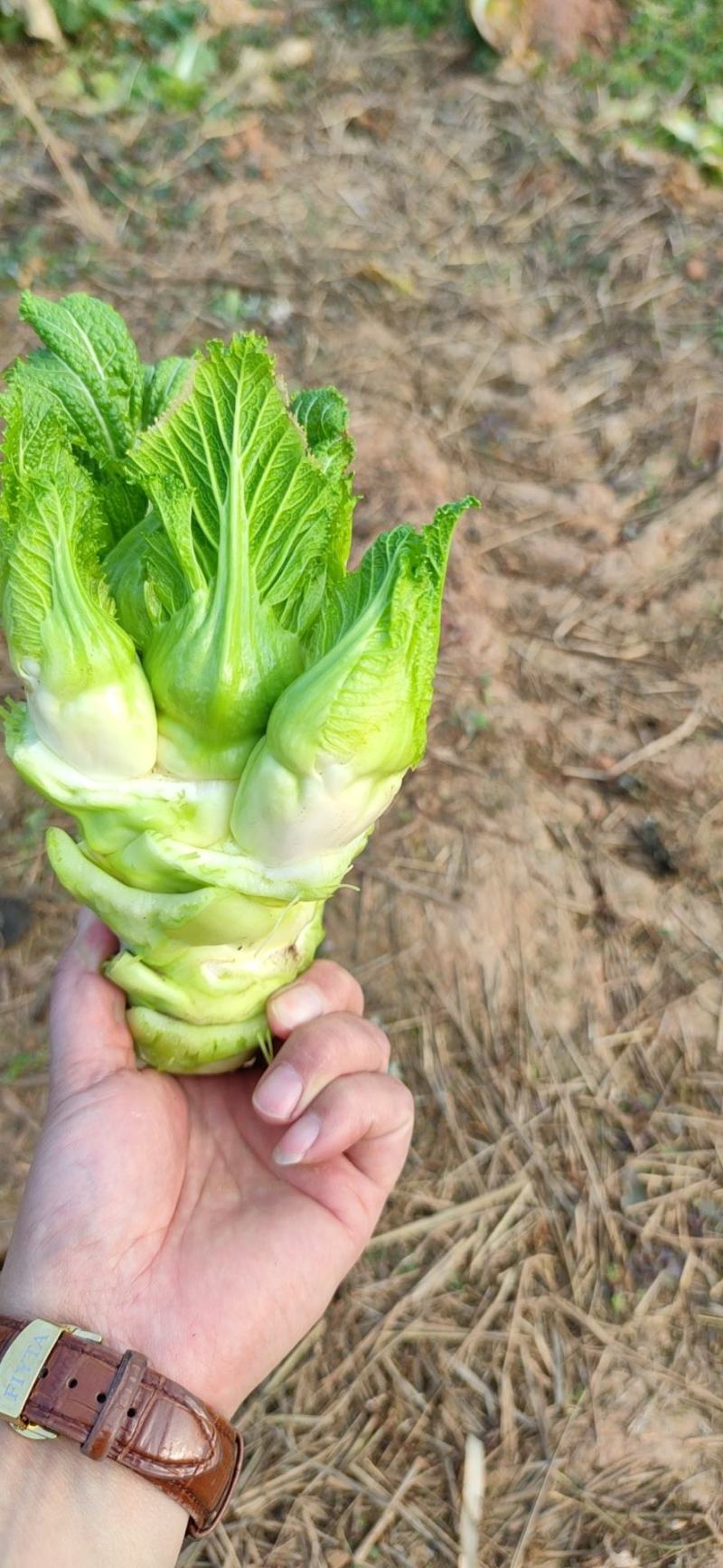 儿菜