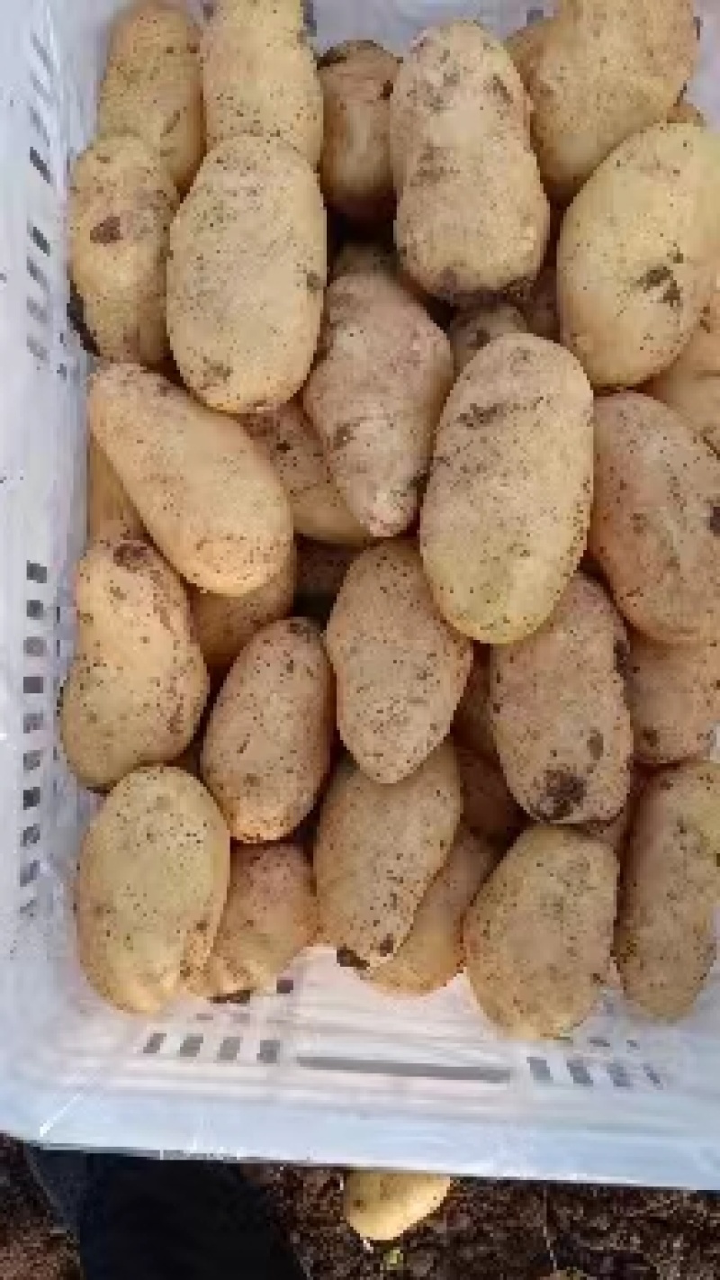 山东精品荷兰十五土豆大量上市品质保证一手货源
