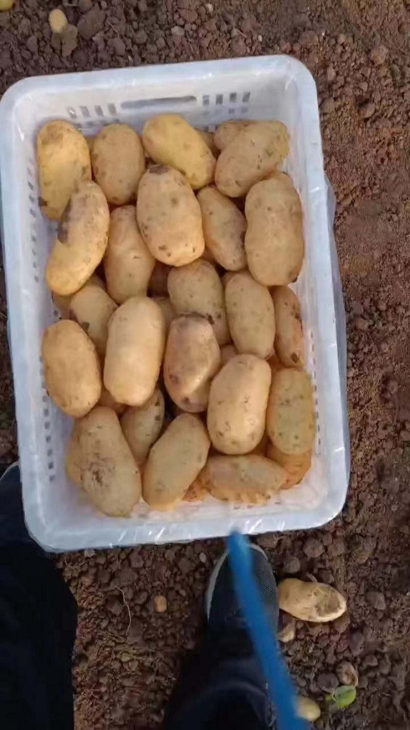 山东精品荷兰十五土豆大量上市品质保证一手货源