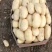山东精品荷兰十五土豆大量上市品质保证一手货源