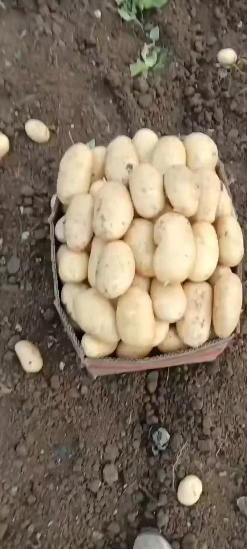山东精品荷兰十五土豆大量上市品质保证一手货源