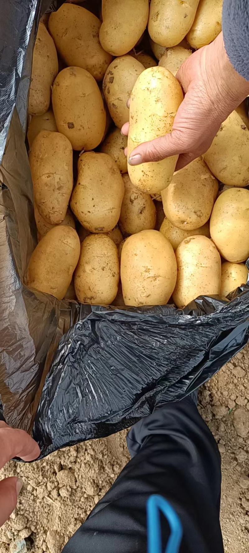 山东精品荷兰十五土豆大量上市品质保证一手货源
