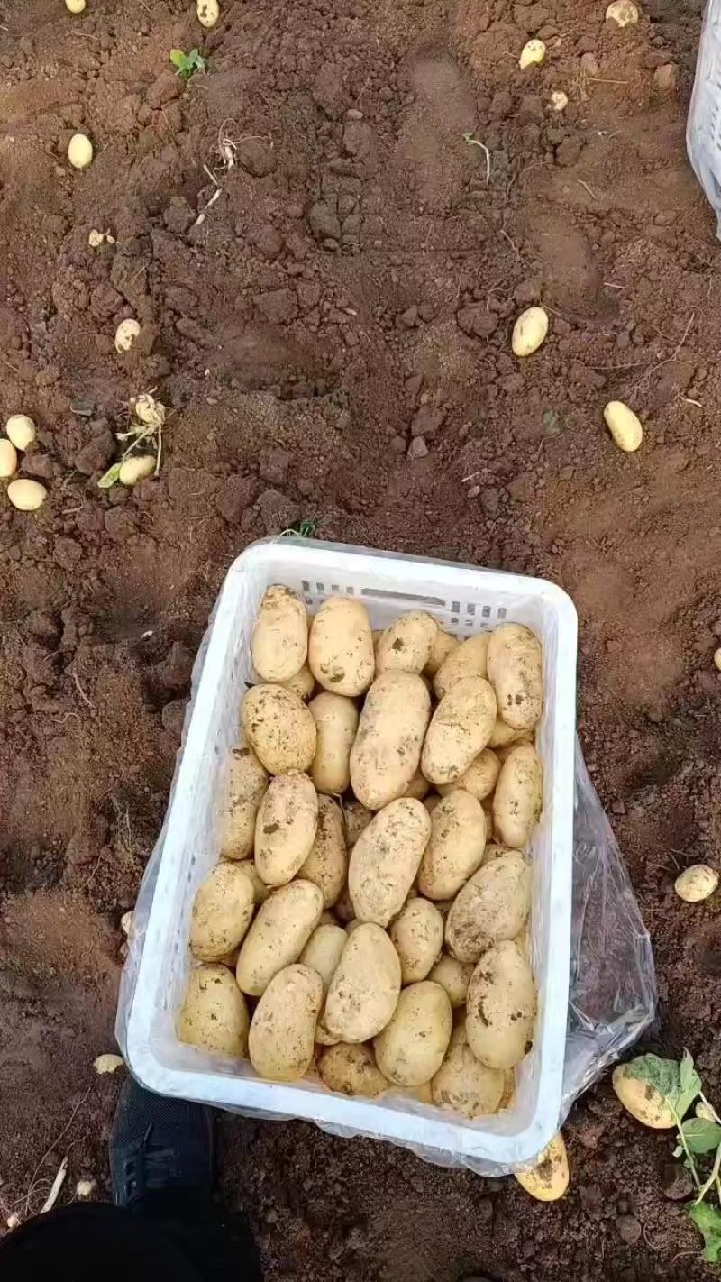 山东精品荷兰十五土豆大量上市品质保证一手货源