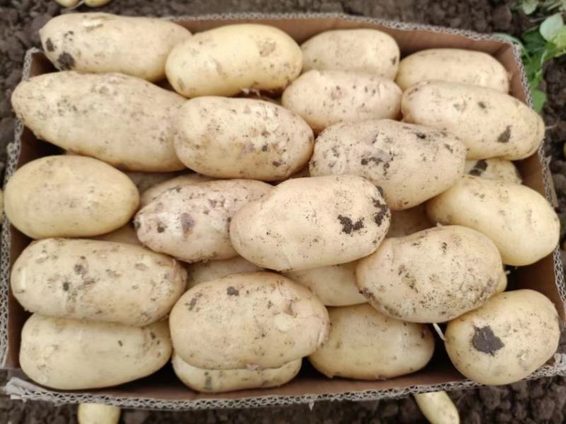 山东精品黄心土豆大量上市品质保证一手货源欢迎联
