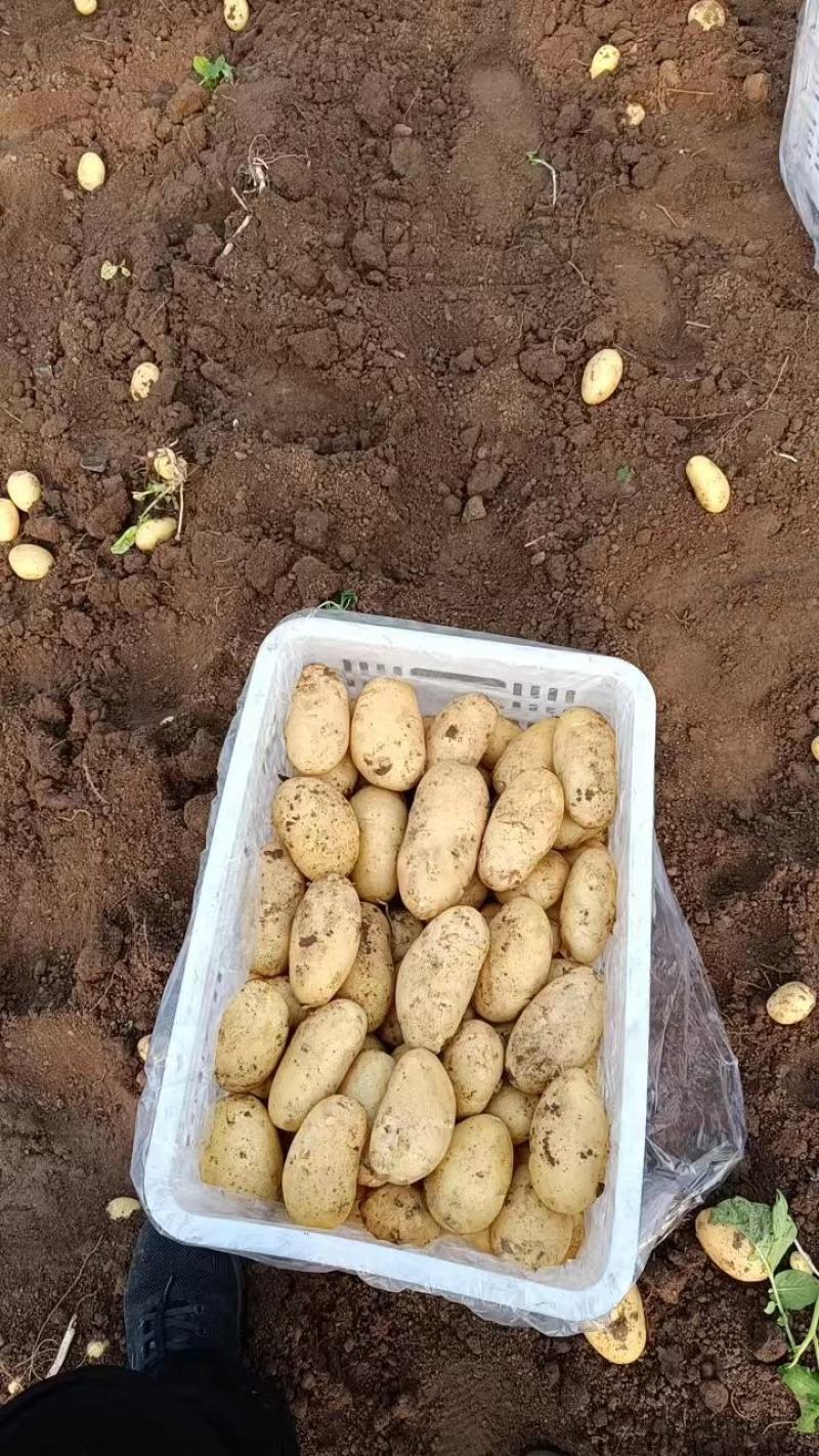 山东精品黄心土豆大量上市品质保证一手货源欢迎联