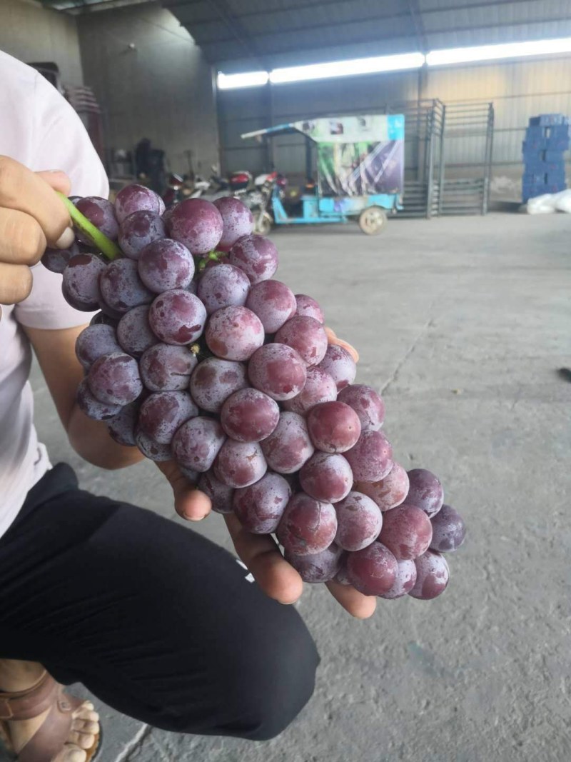 巨峰葡萄苗，巨丰葡萄上市早，坐果量大，果实大，糖度高