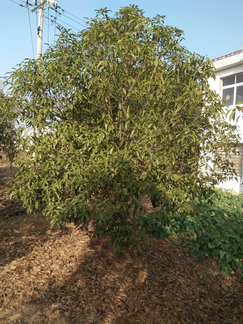 精品精修剪金桂