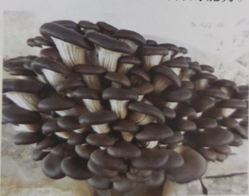 秀珍菇菌种，母种，原种，栽培种，出菇菌棒，保质量，提供技
