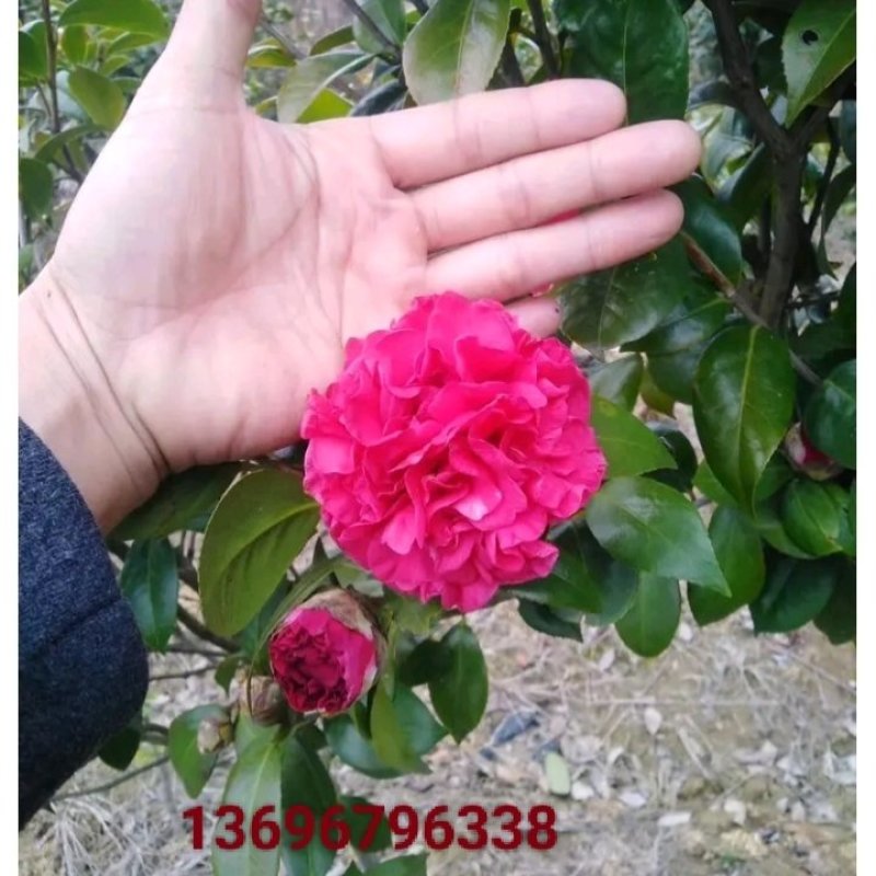 截杆发冒茶花