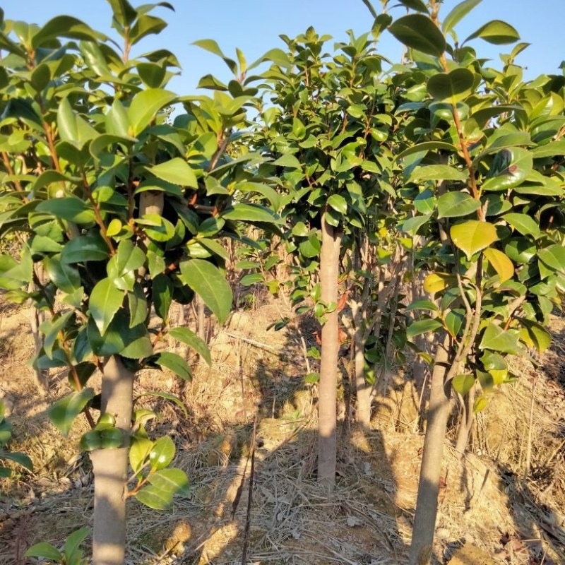 截杆发冒茶花