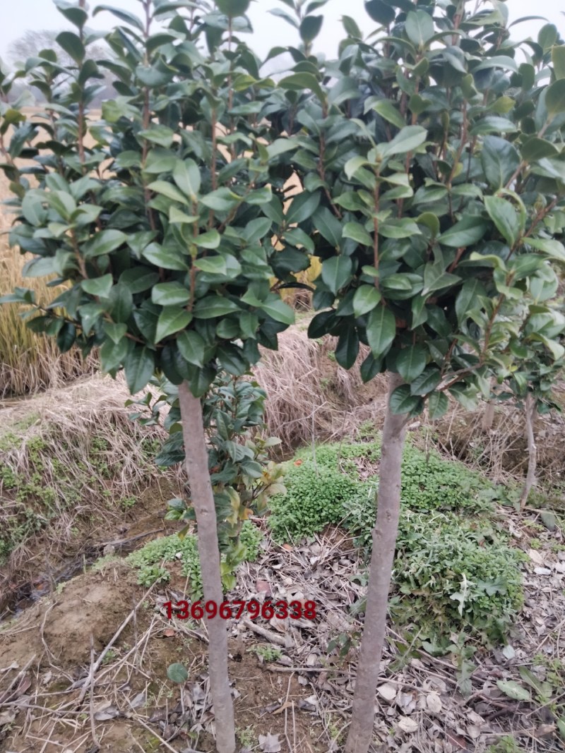 截杆发冒茶花